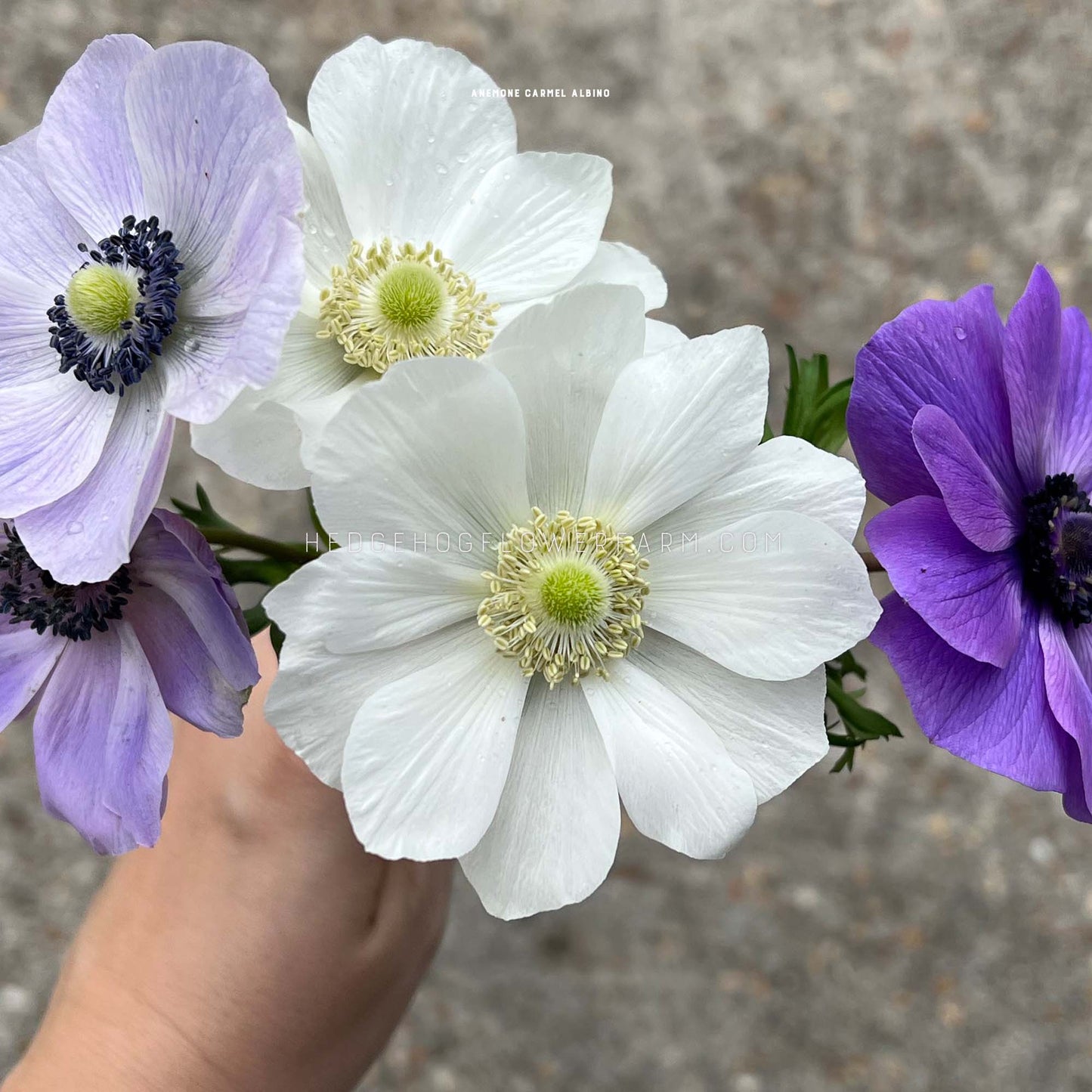 Carmel Albino Anemone for sale by Hedgehog Flower Farm