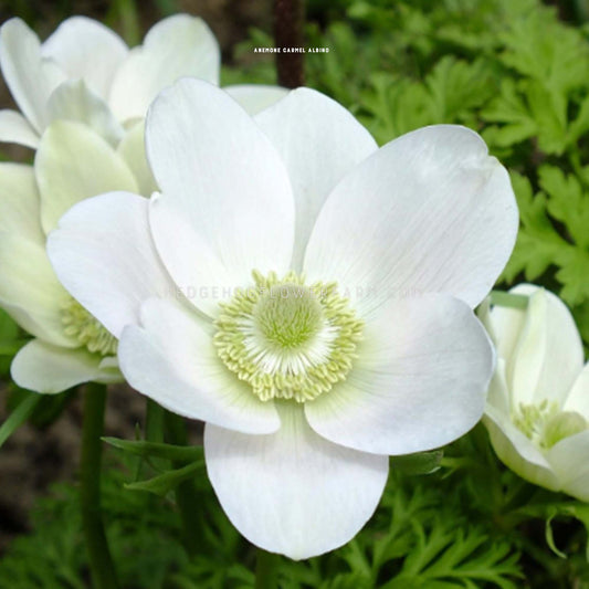 Carmel Albino Anemone for sale by Hedgehog Flower Farm