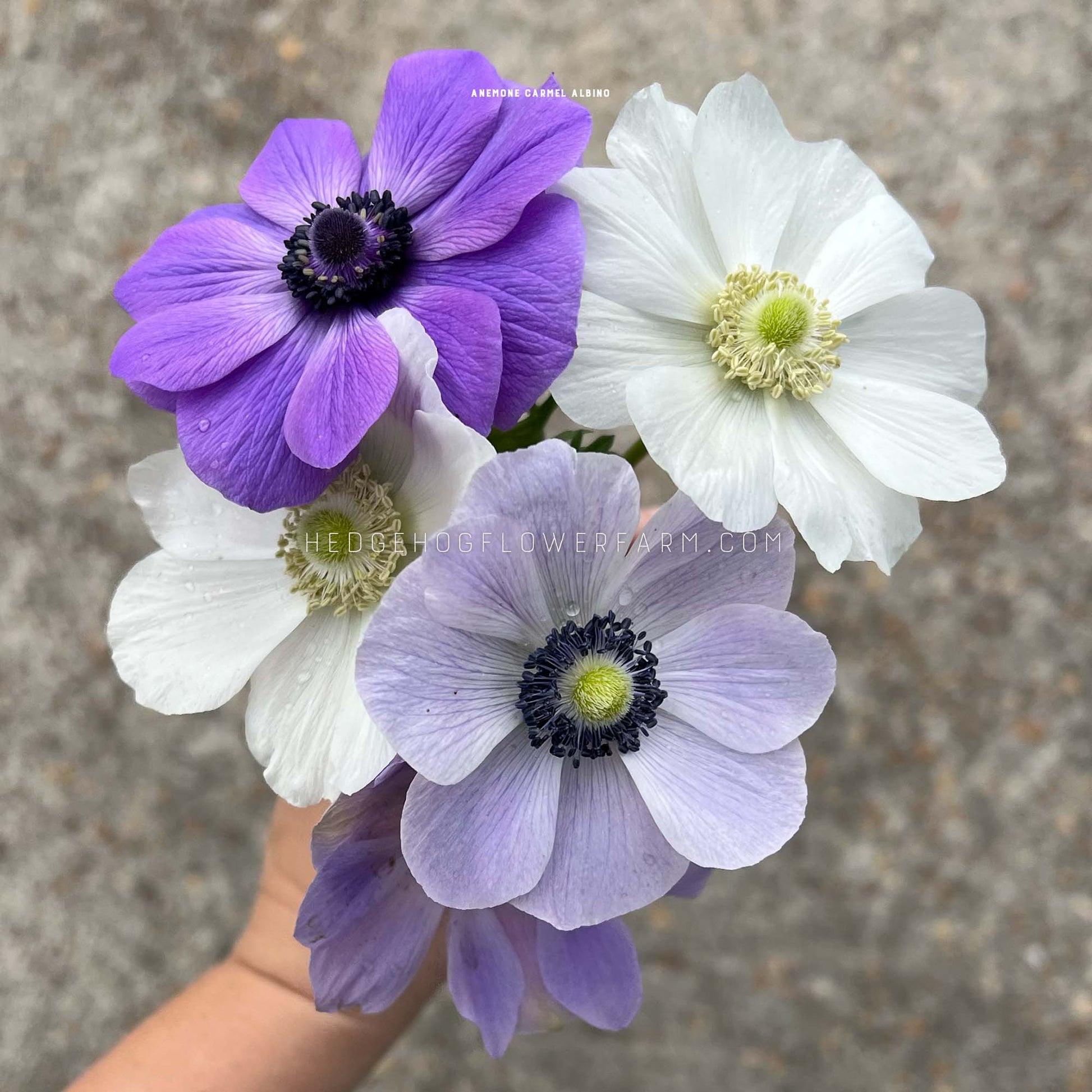 Carmel Albino Anemone for sale by Hedgehog Flower Farm