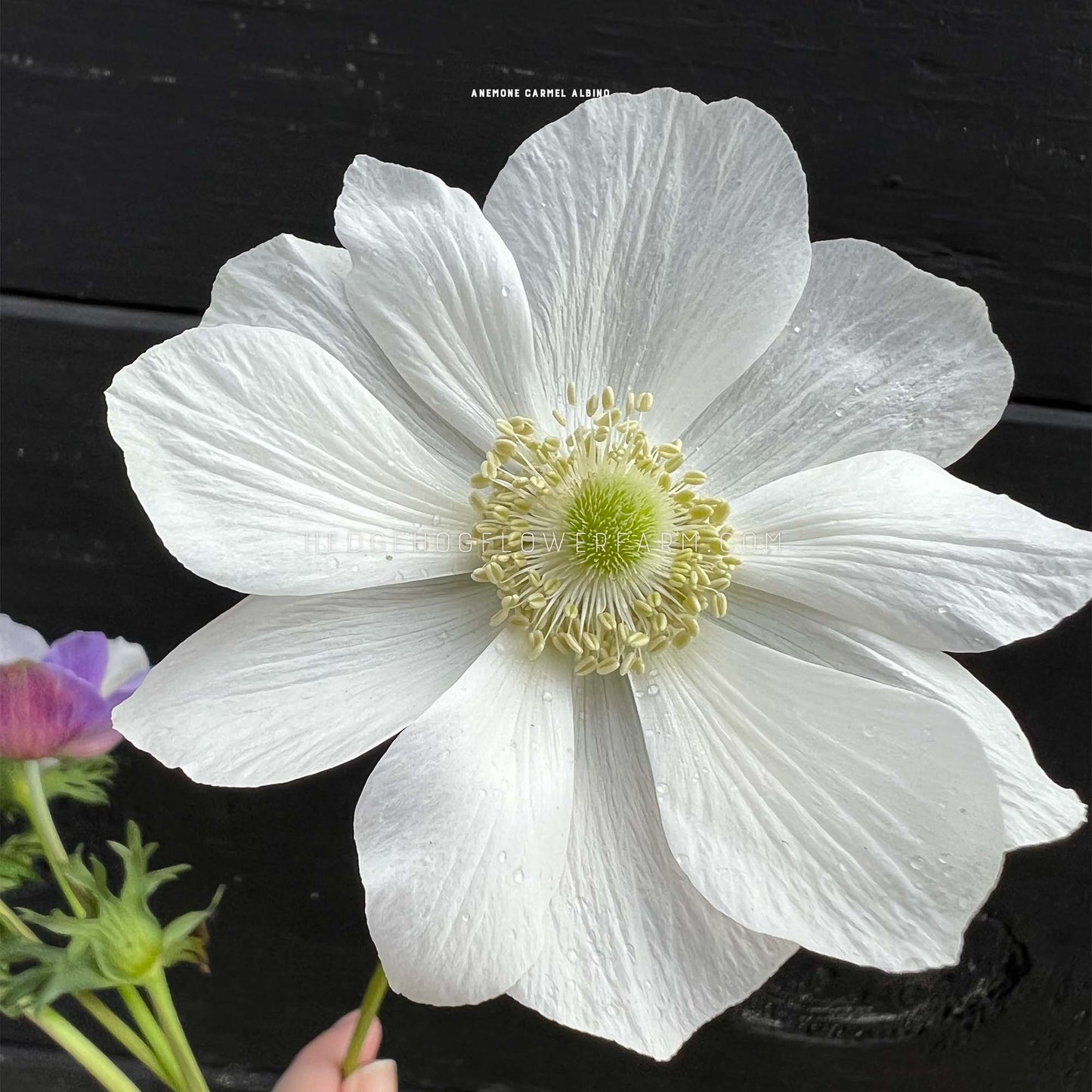 Carmel Albino Anemone for sale by Hedgehog Flower Farm