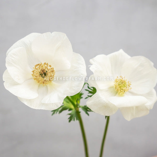 photo of two Carmel albino anemone in bloom showing pure white petals with yellow centers on thin green stems against a blurred grey background