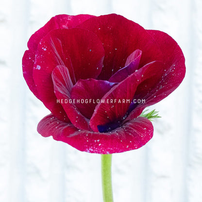 A single deep red Carmel Bordeaux anemone flower not fully open with water droplets on its petals, shown against a bright white textured background. A watermark reading 'HEDGEHOGFLOWERFARM.COM'