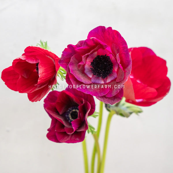 A close-up of several Carmel Bordeaux anemone flowers with deep magenta-pink petals and dark centers, arranged against a plain light background. A faint watermark reading HEDGEHOGFLOWERFARM.COM