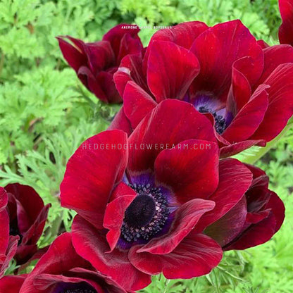 Close-up photo of two Carmel Bordeaux Anemone's showing off deep red petals with purple and black centers in a garden of green foliage. 