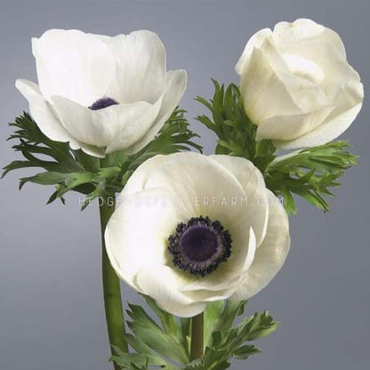 Anemone Carmel White - 10 Corms