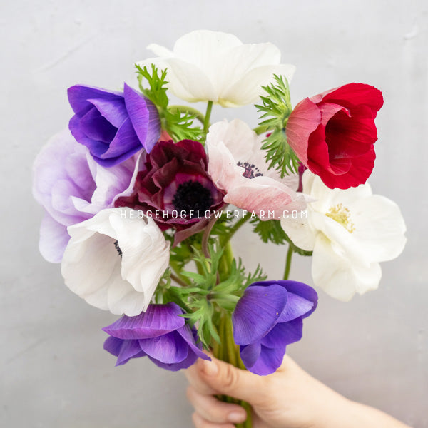 Photo showing a bouquet of different colored anemone blooms in blue, purple, white and red on green stems being held up by a hand against a grey background.