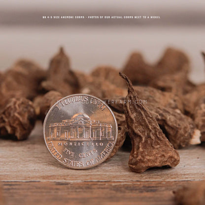 Close-up photo of a BB 4-5 Anemone Corm next to a nickel showing size comparison on a table with other brown corms. 
