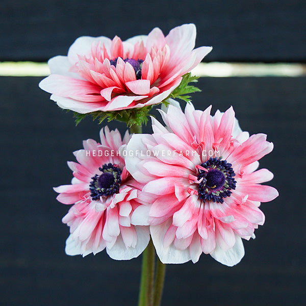 photo of three full star red white anemones in bloom showing white to red petals layered and dark purple centers against a black background with the watermark 'HEDGEHOGFLOWERFARM.COM'