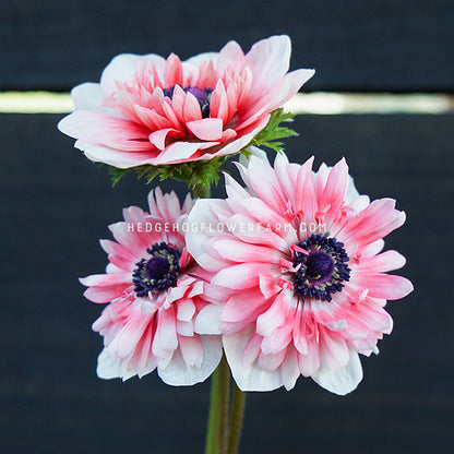 photo of three full star red white anemones in bloom showing white to red petals layered and dark purple centers against a black background with the watermark 'HEDGEHOGFLOWERFARM.COM'