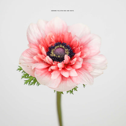 Close up photo of a full star red white anemone bloom showing white and pink to red petals with a dark purple center with the watermark HEDGEHOGFLOWERFRM.COM on an off white background