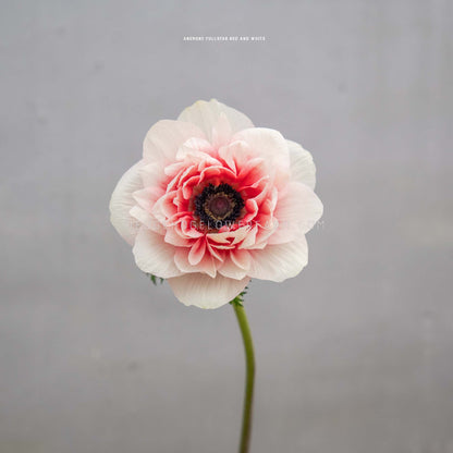 Photo of a full star red white anemone bloom showing white and pink to red petals with a dark purple center on a skinny green stem with the watermark HEDGEHOGFLOWERFRM.COM against a grey background
