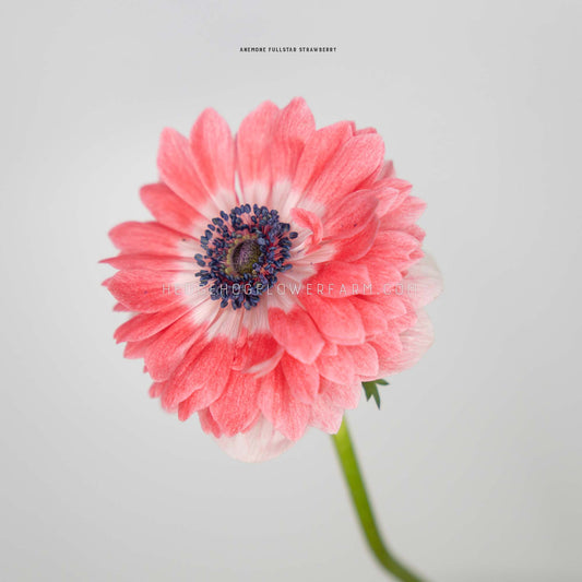 photo of a full star strawberry anemone in bloom showing white to pink petals layered and a dark purple center against a gray  background with the watermark 'HEDGEHOGFLOWERFARM.COM'