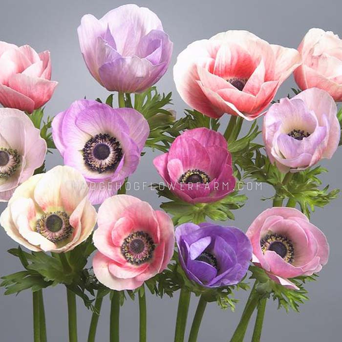 Anemone Galilee Pastel Mix - 10 Corms