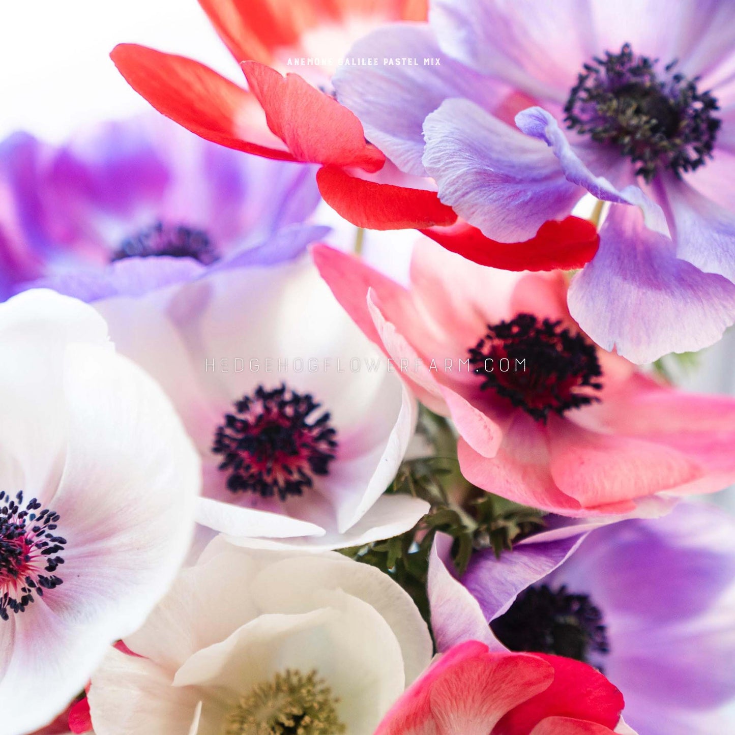 Anemone Galilee Pastel Mix - 10 Corms