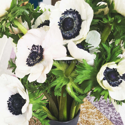 Anemone Marianne Panda - 10 Corms