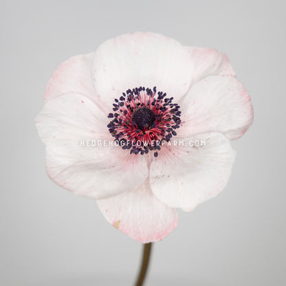 photo of a Marianne panda anemone in bloom showing white to pink petals and a dark purple and red center against a gray  background with the watermark 'HEDGEHOGFLOWERFARM.COM'