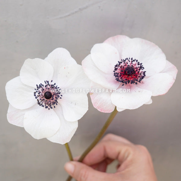 photo of two Marianne panda anemones in bloom showing white to pink petals and a dark purple and red center against a gray  background with the watermark 'HEDGEHOGFLOWERFARM.COM'