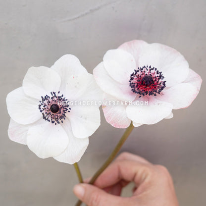 photo of two Marianne panda anemones in bloom showing white to pink petals and a dark purple and red center against a gray  background with the watermark 'HEDGEHOGFLOWERFARM.COM'