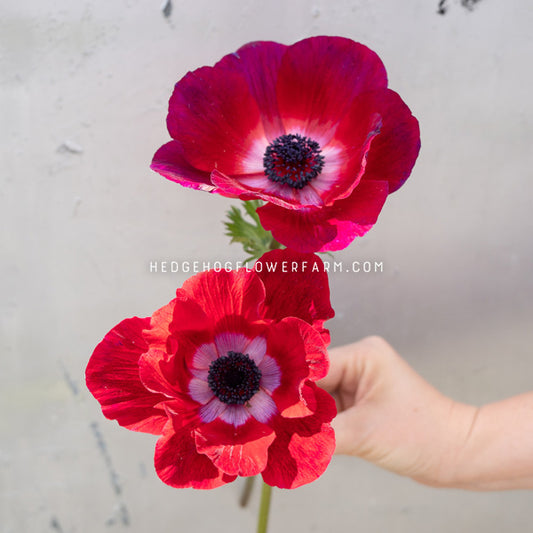 Two fresh red anemone flowers held by a hand against a light gray textured wall. The top flower is fully open, showing a dark purple-black center with a white ring, while the bottom flower is slightly closed.