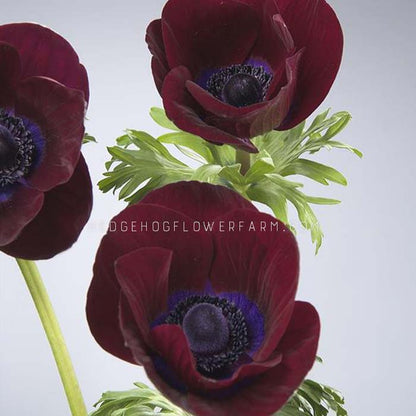 Anemone Meron Bordeaux - 10 Corms