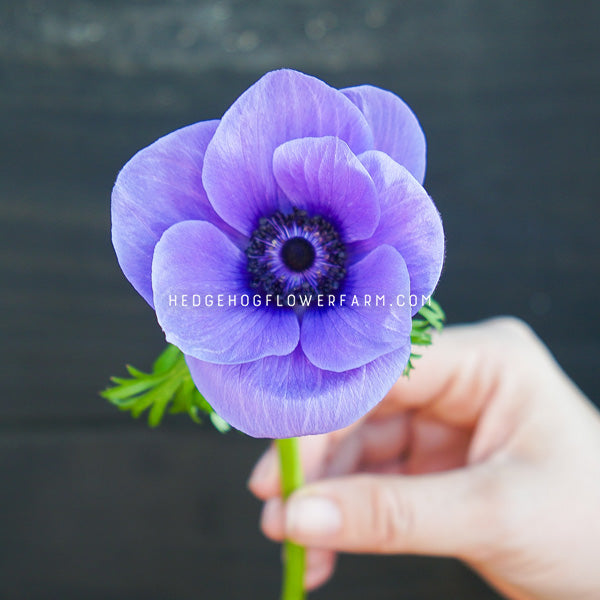 Photo of rainbow blue and white anemone in bloom showing blue petals with a dark blue center being held up by a hand on the green stem against a black background