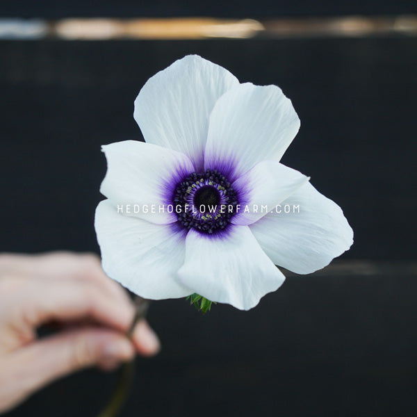 Photo of rainbow blue and white anemone in bloom showing white petals with a dark blue center being held up by a hand on the stem against a black background