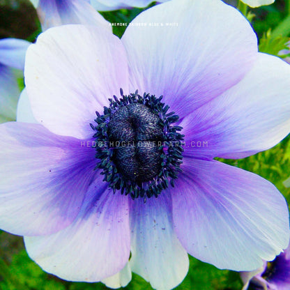 Close-up photo of Anemone rainbow blue and white in bloom showing off its gradient of blue to white petals with a dark center. 