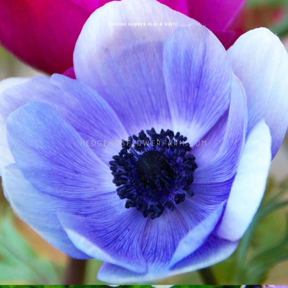 Close-up photo of Anemone rainbow blue and white in bloom showing off its gradient of blue to white petals with a dark center. 