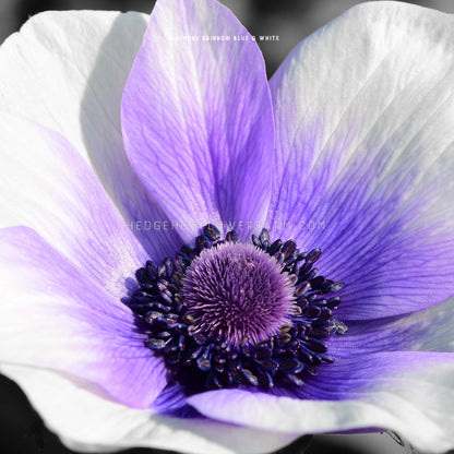 Close-up photo of Anemone rainbow blue and white in bloom showing off its gradient of blue to white petals with a dark spiky center. 