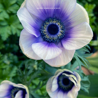 Close-up photo of multiple Anemone rainbow blue and white flowers in bloom showing off its gradient of blue to white petals with a dark center in a garden. 