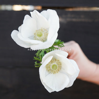 Two rainbow milky anemone flowers showing white petals with pale yellow-green centers held in a person's hand against a dark, blurred background. A watermark reading HEDGEHOGFLOWERFARM.COM