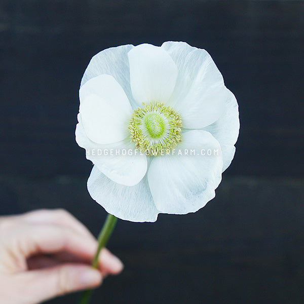 A single large rainbow milky white flower with a pale yellow-green center and a green stem, held by a person's hand against a dark wooden background. A watermark reading HEDGEHOGFLOWERFARM.COM