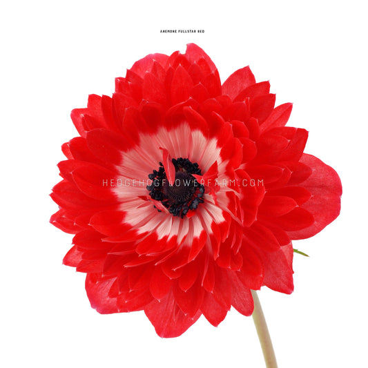 Anemone Fullstar Red - 10 Corms
