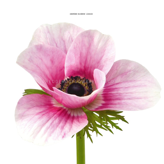 Anemone Rainbow Jaguar - 5 Corms