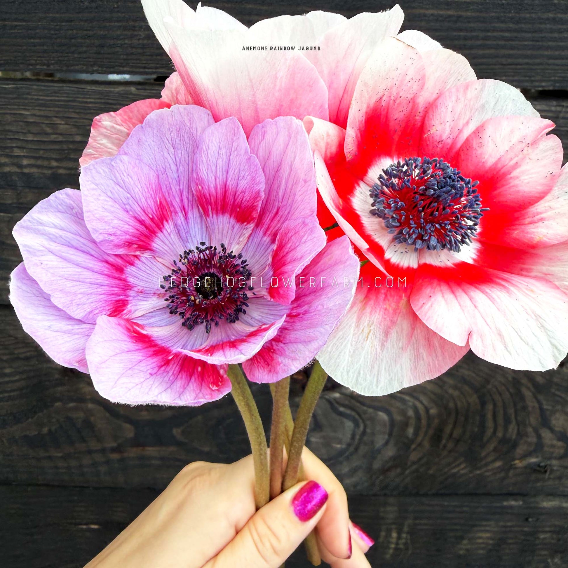 Photo of multiple anemone Rainbow Jaguar blooms showing bicolor petals of white with a gradient of lavender in one and a ring of red towards the center along the petals coming from a dark center being held up by a hand. Background is black wood panels.  