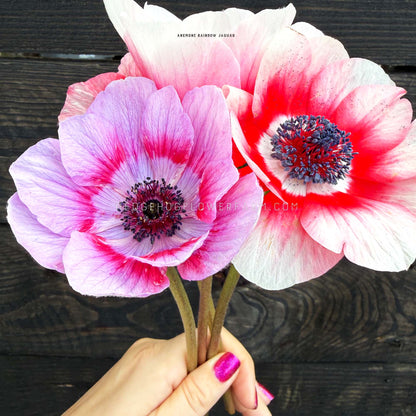 Photo of multiple anemone Rainbow Jaguar blooms showing bicolor petals of white with a gradient of lavender in one and a ring of red towards the center along the petals coming from a dark center being held up by a hand. Background is black wood panels.  