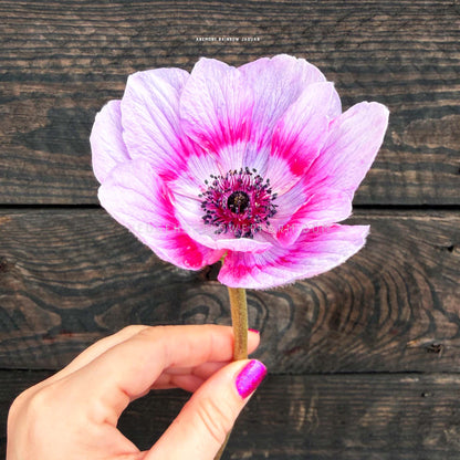 Photo of an anemone Rainbow Jaguar bloom showing bicolor petals of white with a gradient of lavender and a ring of red towards the center along the petals coming from a dark center being held up by a hand. Background is black wood panels.  