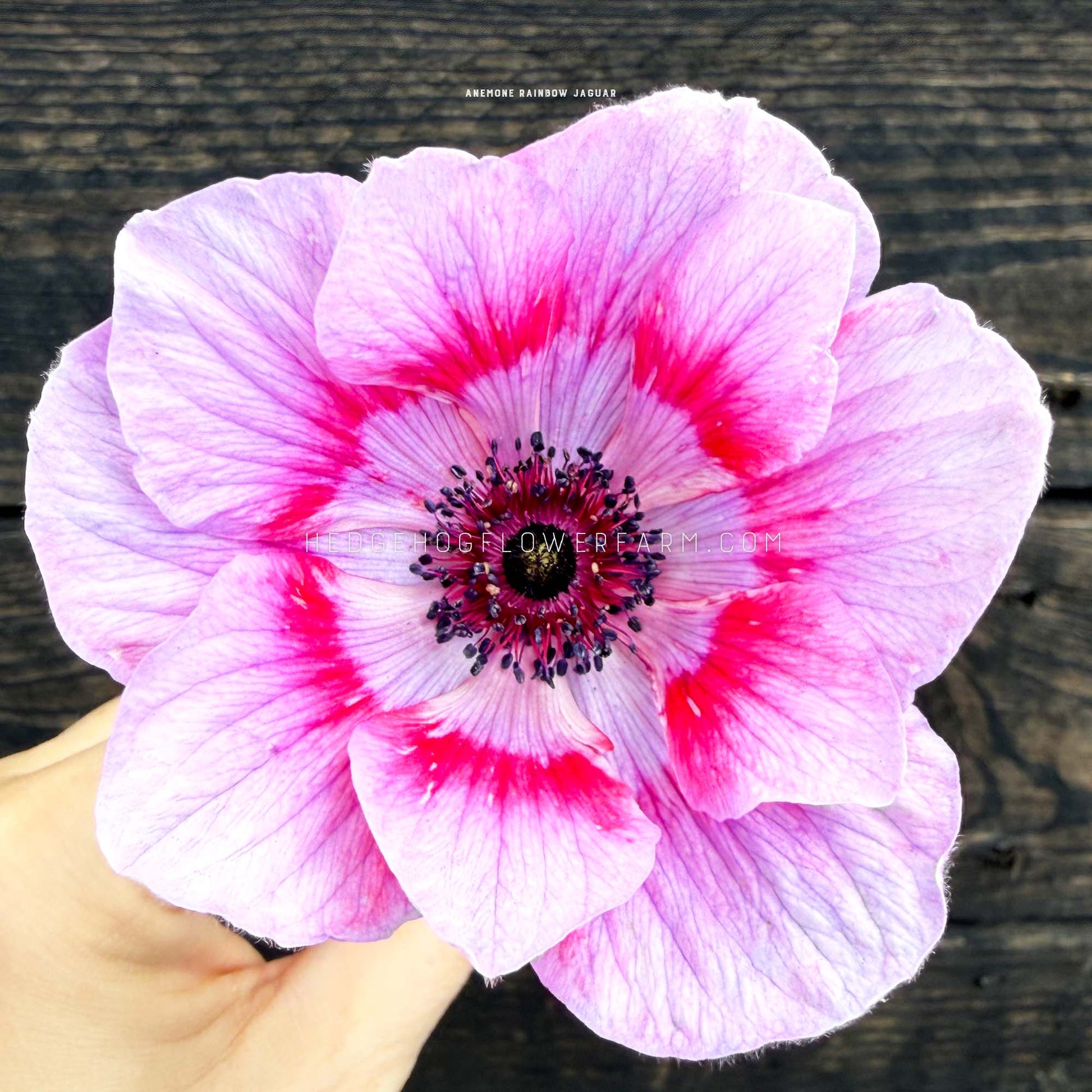 Top view photo of an anemone Rainbow Jaguar bloom showing bicolor petals of white with a gradient of lavender and a ring of red towards the center along the petals coming from a dark center being held up by a hand. Background is black wood. 