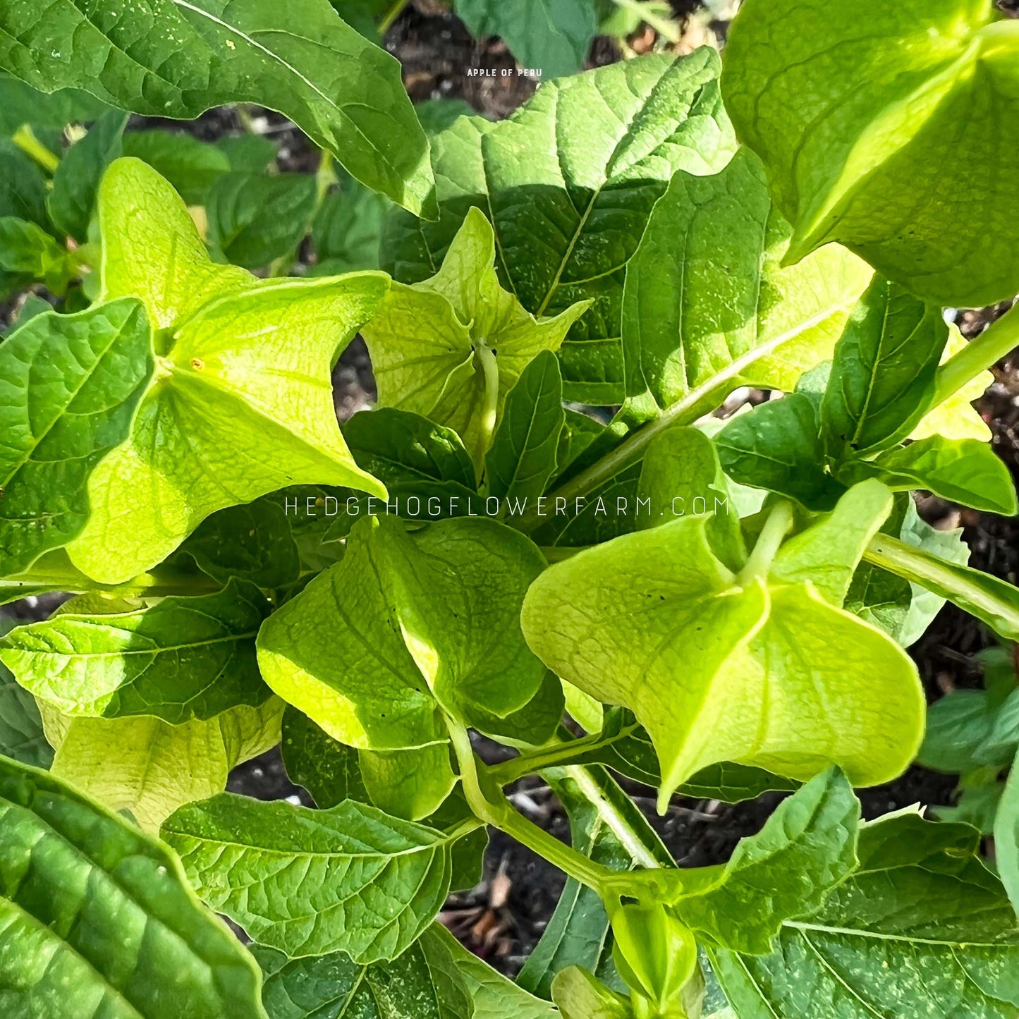 Apple of Peru seeds