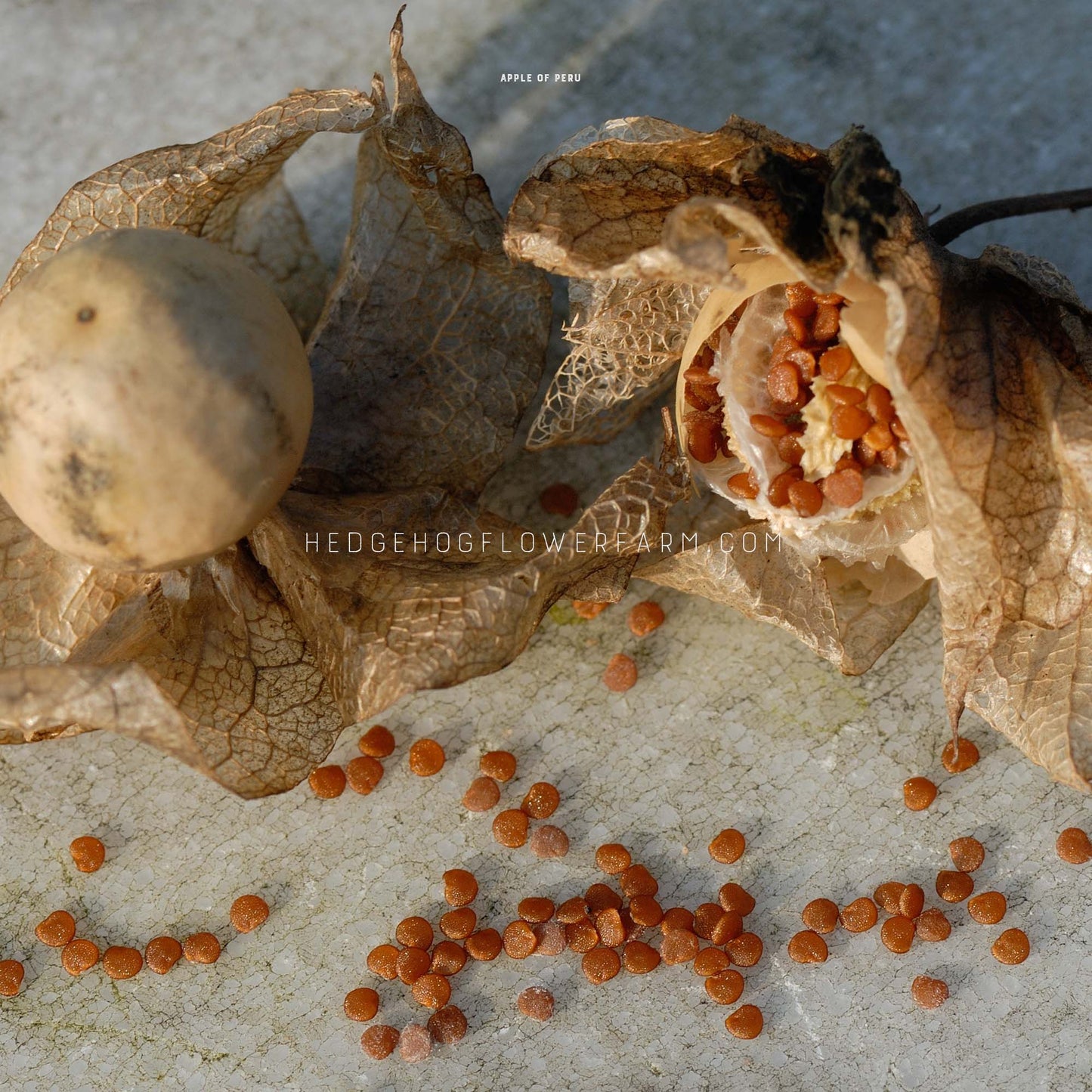 Apple of Peru seeds