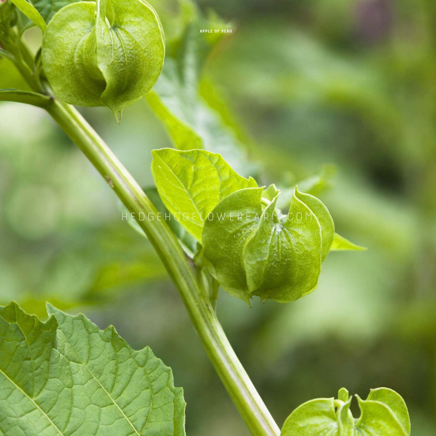 Apple of Peru seeds