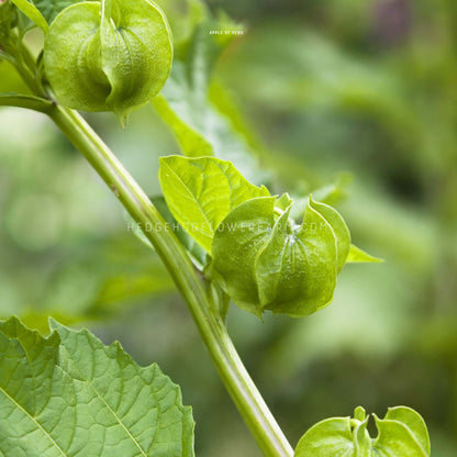 Apple of Peru Seeds