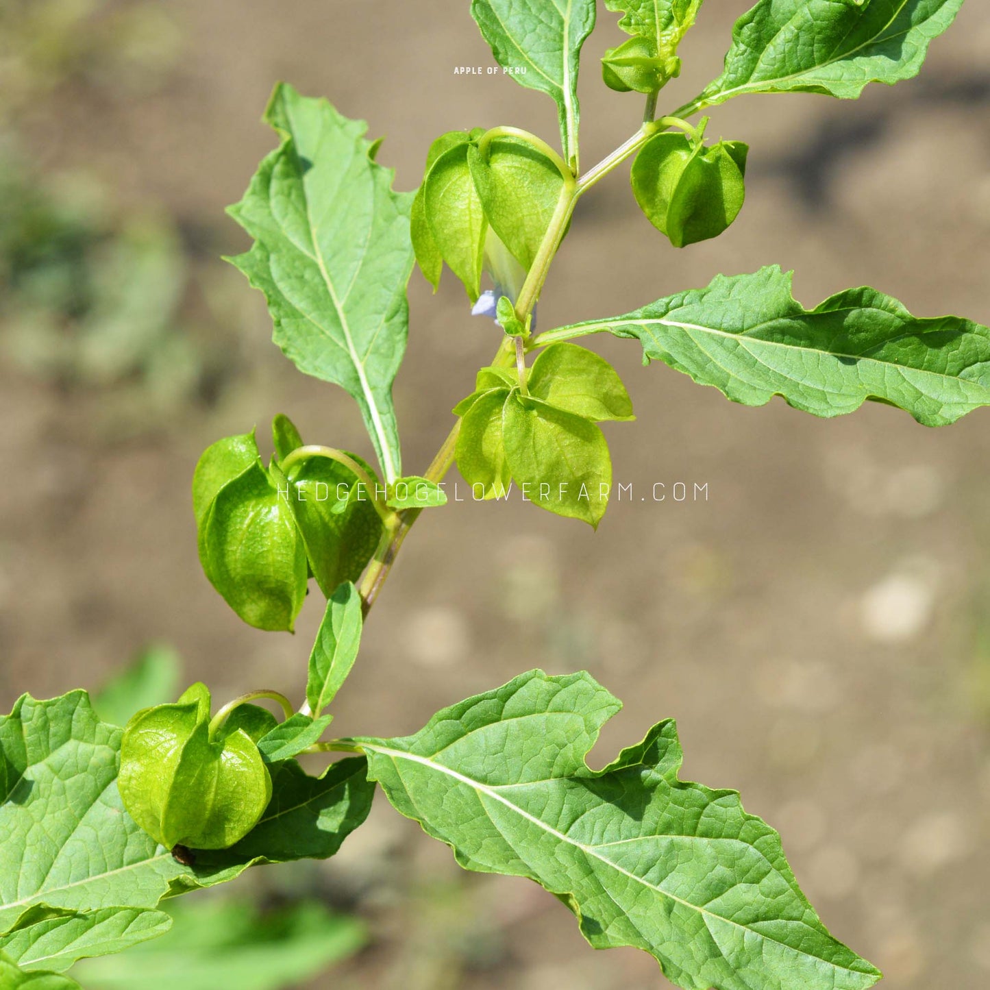 Apple of Peru seeds