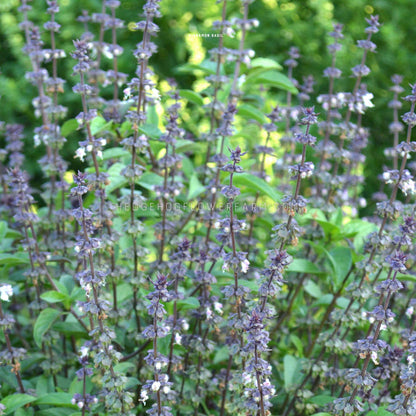 A close-up photo of a patch of basil cinnamon plants in bloom showing off stems of purple and white flowers. The plants are growing in a garden setting.