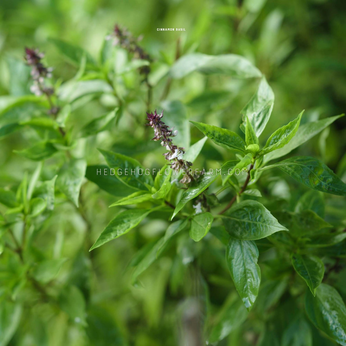 Cinnamon Basil Seeds