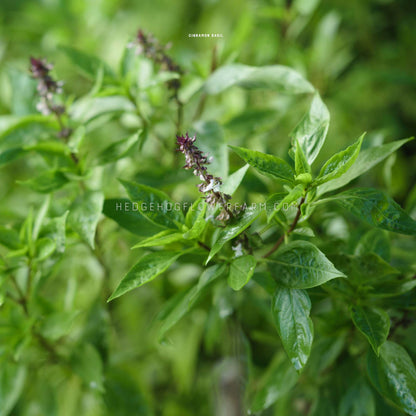 Close-up photo of basil cinnamon soon to bloom showing a green leafy plant with purple flowers.