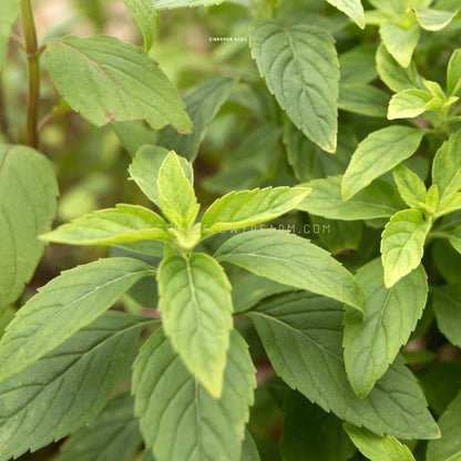 Close up photo of a lush green basil cinnamon plant with multiple leaves.