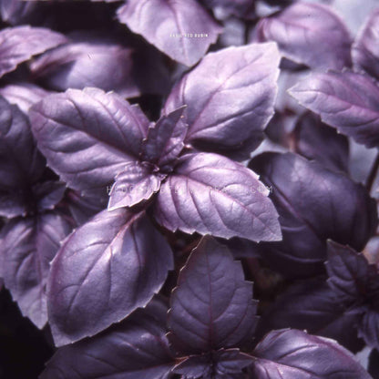 Red Rubin Improved Basil Seeds