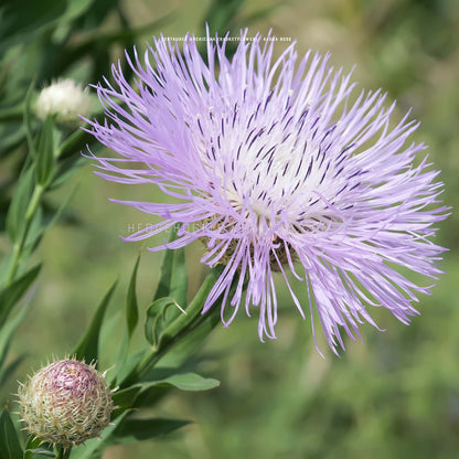 Close-up photo of Centaurea Americana Aloha Rose blooming in the garden showing layers of thin, spiky lavender to white petals in the shape of a flattened pom-pom surrounded by green foliage and a blurred garden background. 