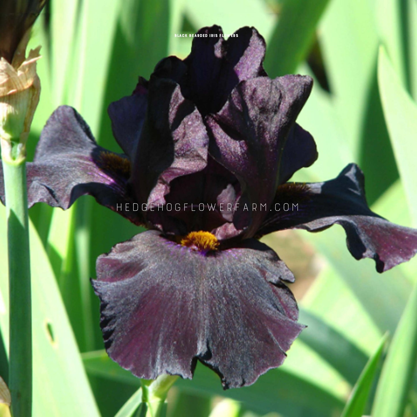 Black Bearded Iris Bulbs for sale from Hedgehog Flower Farm